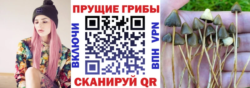 omg ONION  Хилок  Галлюциногенные грибы GOLDEN TEACHER 